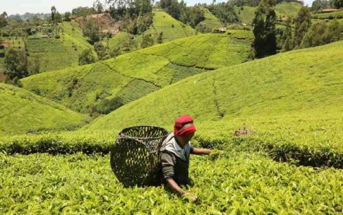 Tea Farmers Make Fresh Demands As New Directors Draft Regulations