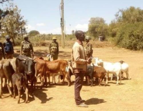 Suswa: Traders Stuck With Cattle Seek More Market Days As Demand Dips
