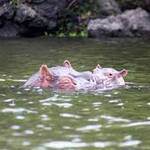 Hippos, Birds That Will Climax Your Lake Naivasha Trip