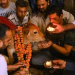 India Tried To Rebrand Valentine’s Day As ‘Cow Hug Day.’ Here’s How It Backfired