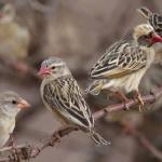 Scientists Urge Government To Adopt Safer Methods Of Controlling Birds