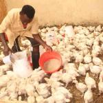 Six Tips To Get Broilers Of Uniform Size