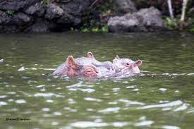 Hippos, Birds That Will Climax Your Lake Naivasha Trip