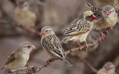 Scientists Urge Government To Adopt Safer Methods Of Controlling Birds