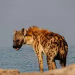 Are Uncharismatic Leaders Effective? Science Says Yes
