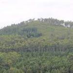 Let's Take Good Care Of Forests For Our Own Health