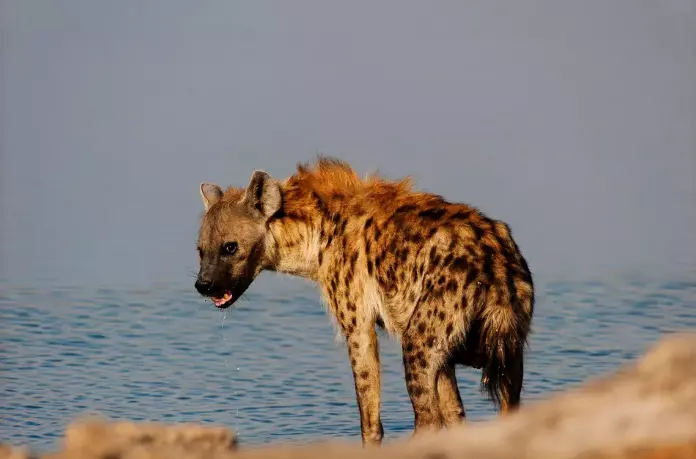 Are Uncharismatic Leaders Effective? Science Says Yes