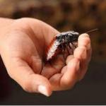 Forget Chocolate, How About A Cockroach For Valentine's?