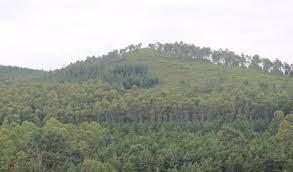 Let's Take Good Care Of Forests For Our Own Health