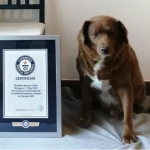 Bobi Breaks Guinness World Record For Oldest Dog Ever