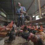 Why Your 9-Month-Old Chicken Are Yet To Start Laying Eggs
