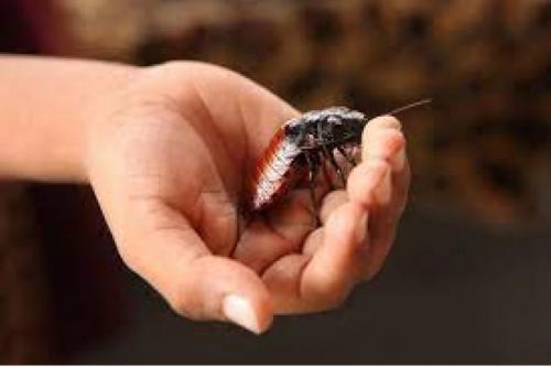 Forget Chocolate, How About A Cockroach For Valentine's?