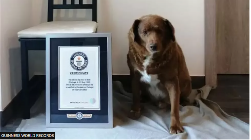 Bobi Breaks Guinness World Record For Oldest Dog Ever