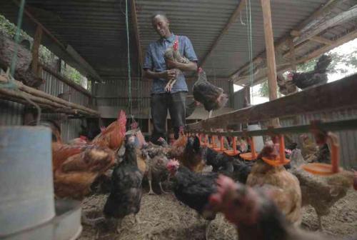 Why Your 9-Month-Old Chicken Are Yet To Start Laying Eggs
