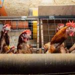 Taming Poor Egg Production In Your Flock