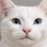 OpenAI's New Image Tools: Use Doodles in ChatGPT Prompts