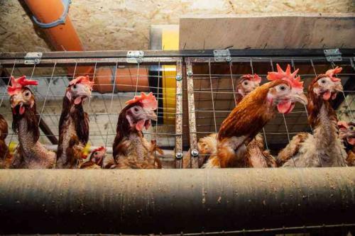 Taming Poor Egg Production In Your Flock