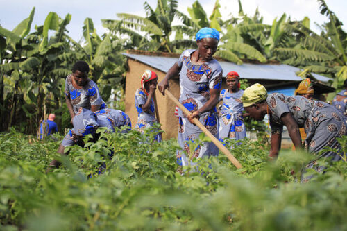 Kenyan Farmers Reap Fruits Of Agricultural Cooperation With China