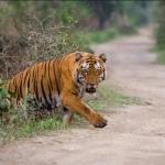 Tiger Escapes Farm, Attacks Man In South Africa