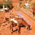Ensuring Animal Health In The Face Of Drought