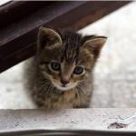 Eastlands: Abandoned Cats Stray Into Houses, Worry Residents