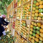 Philippines Resumes Fresh Mango Export To Australia