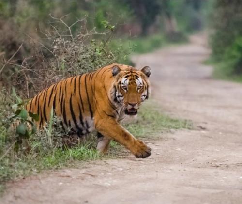 Tiger Escapes Farm, Attacks Man In South Africa