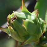 Fruit Trees For Arid And Semi-Arid Areas