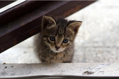 Eastlands: Abandoned Cats Stray Into Houses, Worry Residents