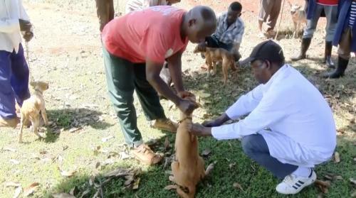 Kirinyaga: County Conducts Vaccination Drive After 'Man's Best Friend' Turns On Residents