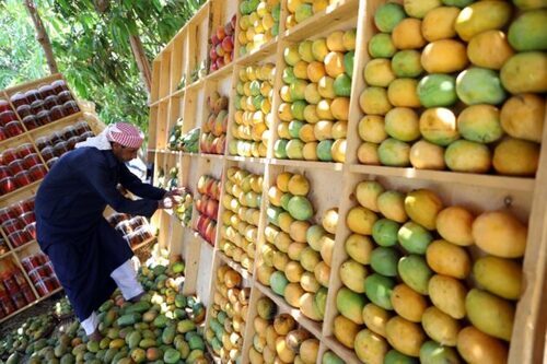 Philippines Resumes Fresh Mango Export To Australia