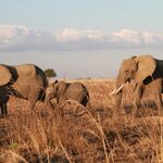 Elephant Population In Botswana Exceeds 131,000: Survey