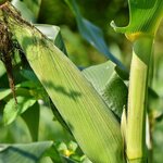 Govt Win As Environment Court Allows Importation, Cultivation Of GMOs