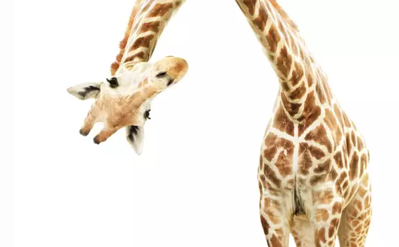 Narrative Intelligence: 5 Storytelling Blind Spots Leaders Are Missing