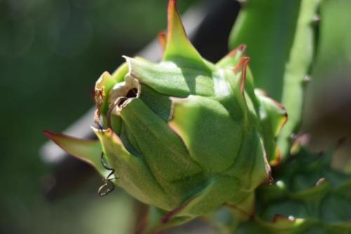 Fruit Trees For Arid And Semi-Arid Areas
