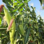 Agriculture Still The Most Promising Area Of Growth