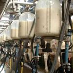 How Technology Can Boost Dairy Farming Smart Agriculture