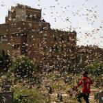 Desert Locust Swarms Detected In Parts Of Ethiopia
