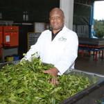 China Creates Lucrative Market For Kenyan Tea