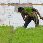 Saudi Aramco Backs Mitti Labs to Revolutionize Asia’s Rice Farming with $9.5M Funding