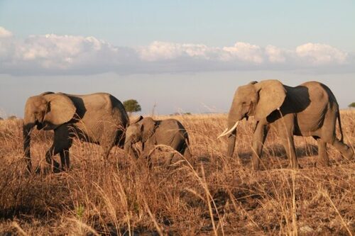 Elephant Population In Botswana Exceeds 131,000: Survey