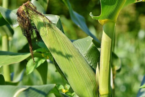 Govt Win As Environment Court Allows Importation, Cultivation Of GMOs