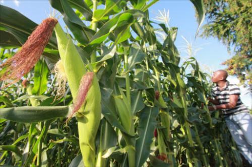 Agriculture Still The Most Promising Area Of Growth