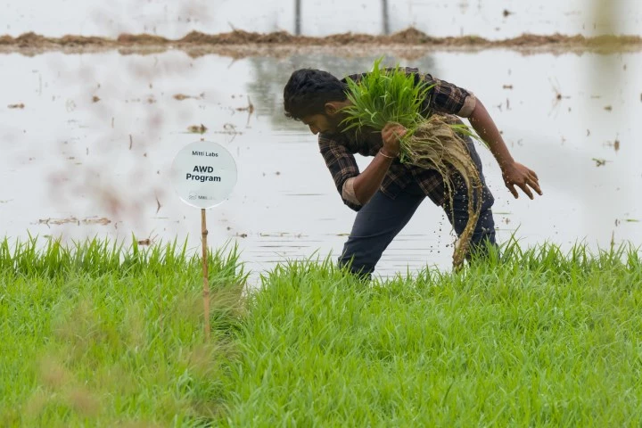 Saudi Aramco Backs Mitti Labs to Revolutionize Asia’s Rice Farming with $9.5M Funding