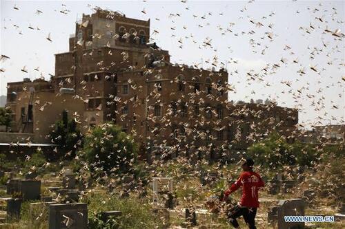 Desert Locust Swarms Detected In Parts Of Ethiopia