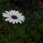 What To Consider Before Plant Parenting