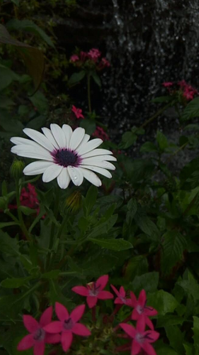 What To Consider Before Plant Parenting