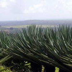 Kenya’s Sisal Export Earnings Plunge