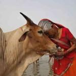 Indian Government Asks People To Hug Cows On Valentine's Day