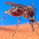 New Species Of Mosquito Discovered In Kenya, Risks More Infections And Deaths